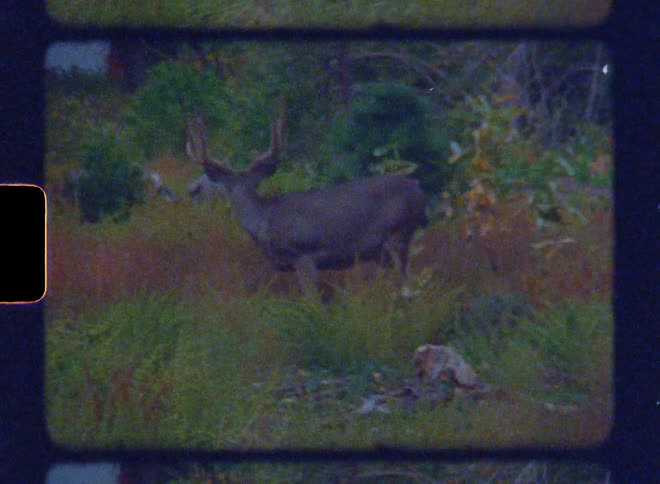 White tailed deer grazing on grass in the field