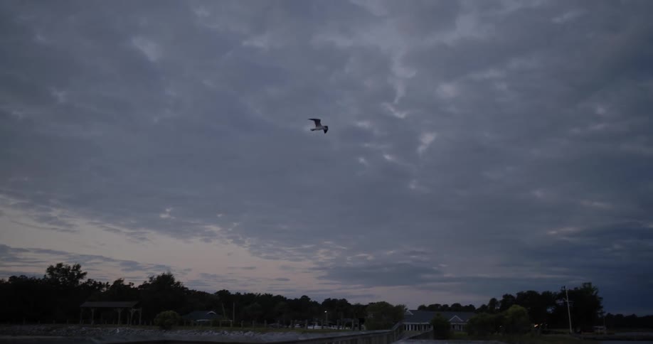 A large bird flying over the sky at dusk