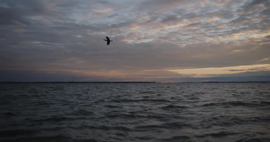 A bird flies across the sky above the ocean