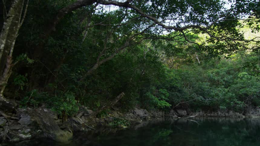 Trees and bushes grow along the shore of quiet water