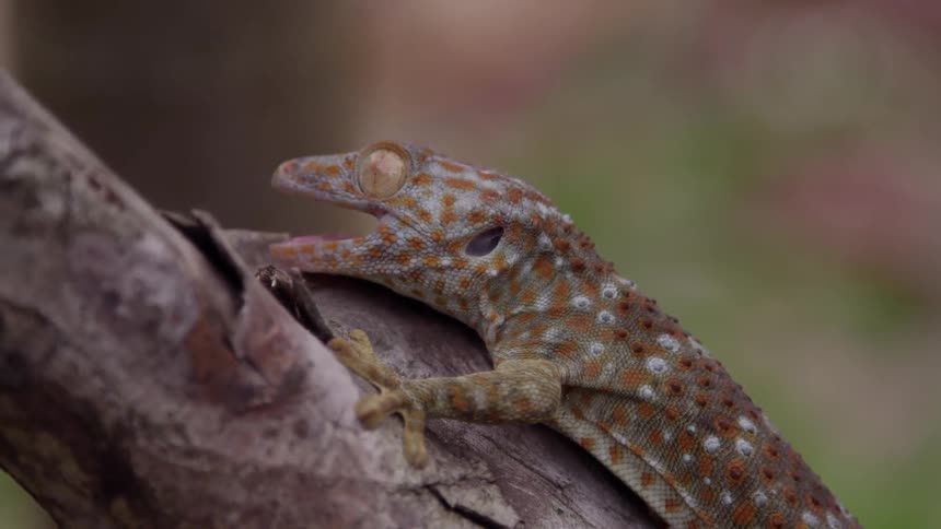 A lizard is on a branch with it's mouth open