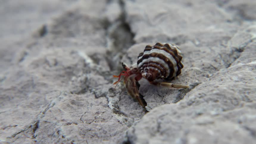 A crab is crawling along the rocks