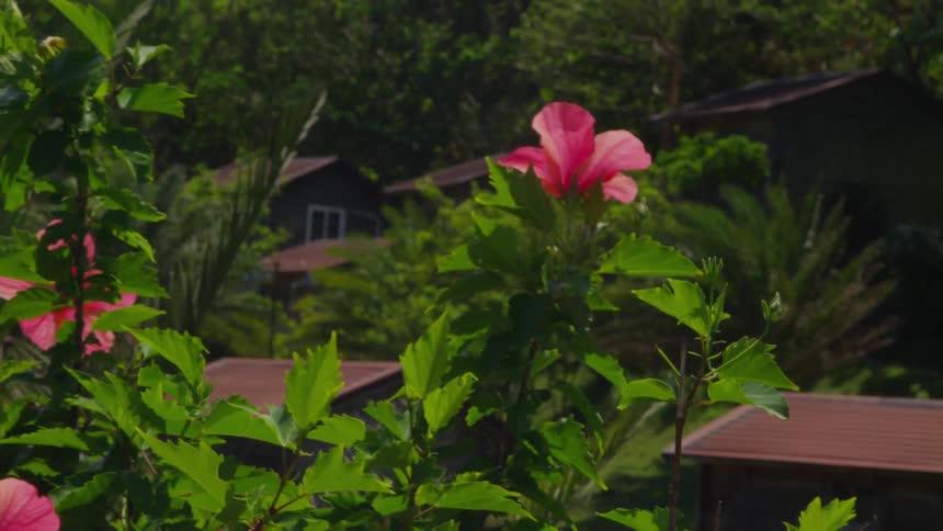 Houses, trees and pink flowers on a sunny day