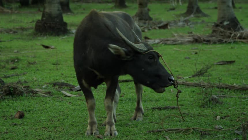 A bull standing in grass