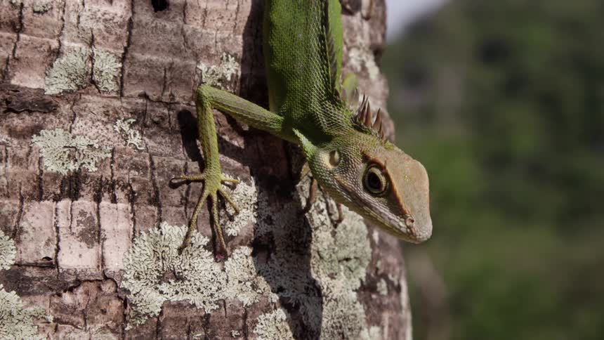 A large lizard perched on a tree outside