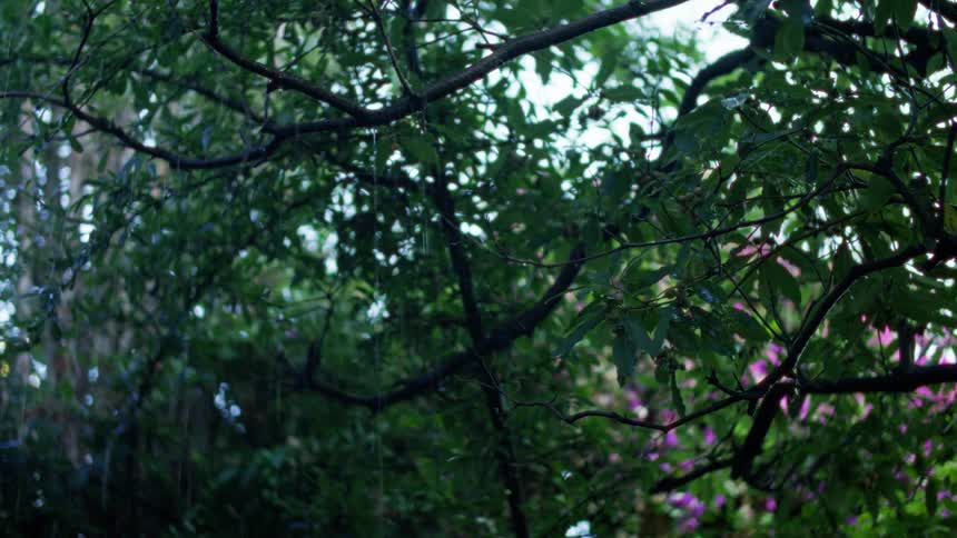 Forest with rain falling