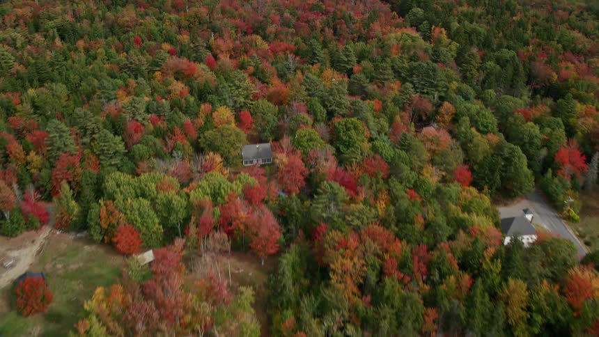 Aerial view of a forest with trees in fall colors and houses in a rural neighborhood
