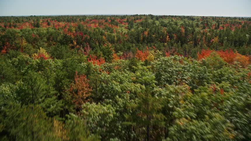 Aerial view of a forest at fall