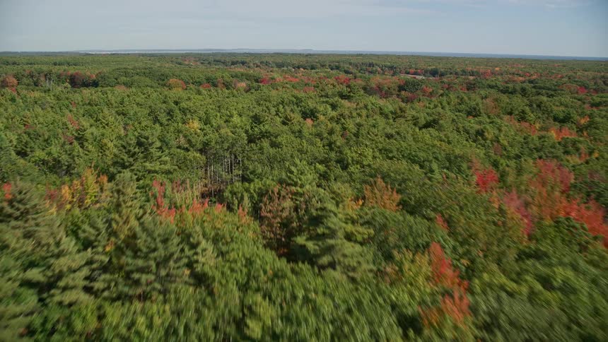 A large forest surrounds the homes