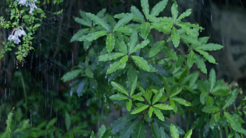 View of leaves and branches being wet by the rain