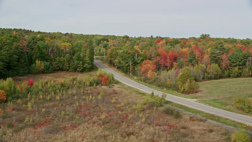 A road runs through the large forest