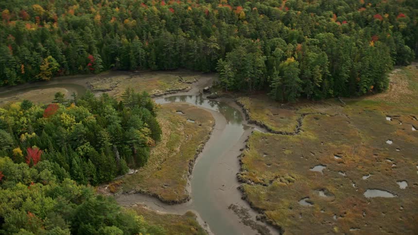 Aerial panorama of a river amidst colorful conifer trees in an environmental forest