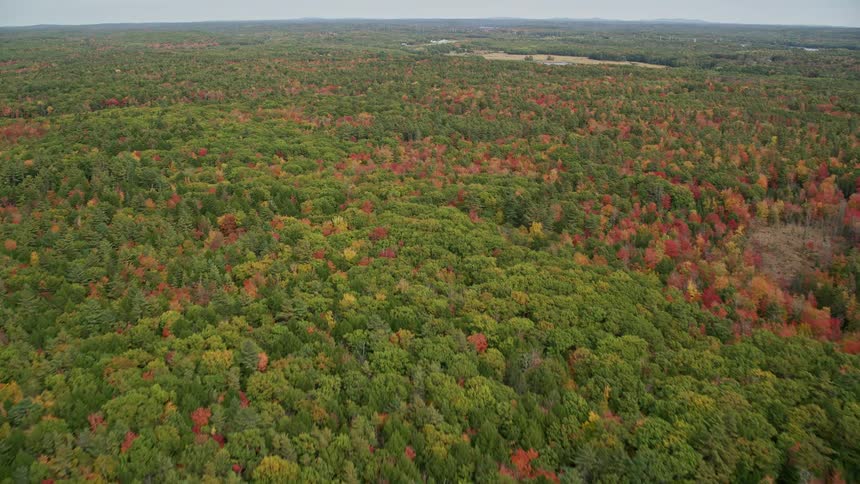 The landscape is covered with a huge forest