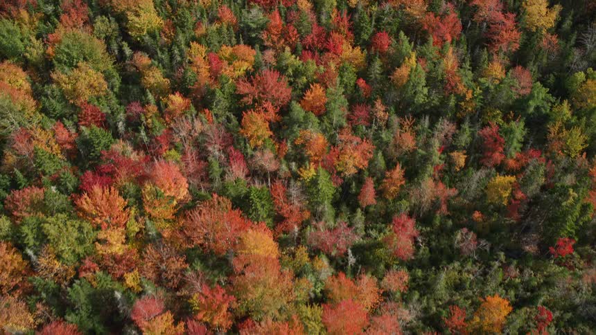 Aerial view of a forest of trees with leaves in bright fall colors