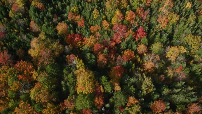 Aerial panorama of a forest with trees of various spring colors
