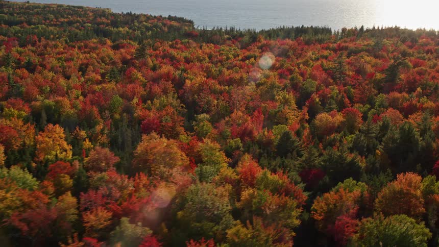 Aerial view of brown and red forested area as the sun shines above