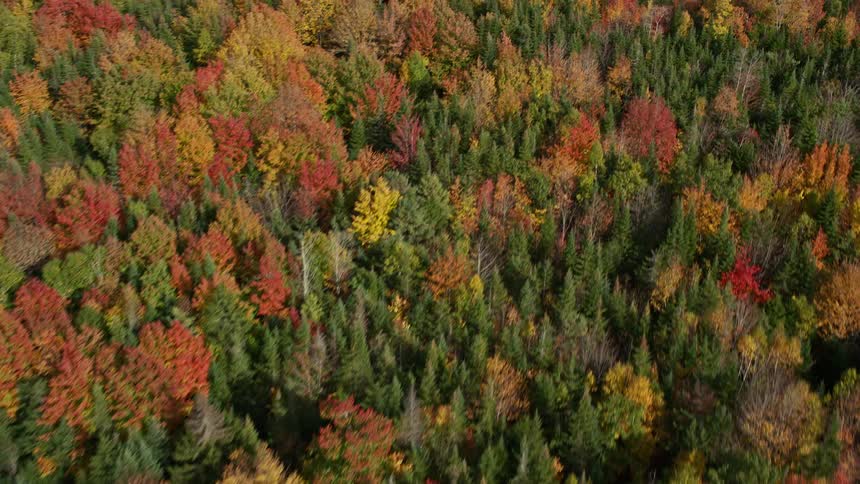 An aerial view of a thick forest