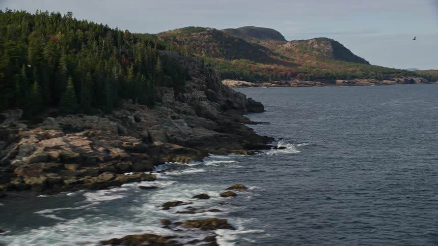 Aerial view of pine tree forest next to the ocean