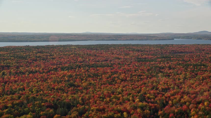 Forest trees with fall foliage surround water on cloudy day