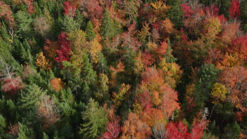 Aerial view of forests of trees in bright fall colors