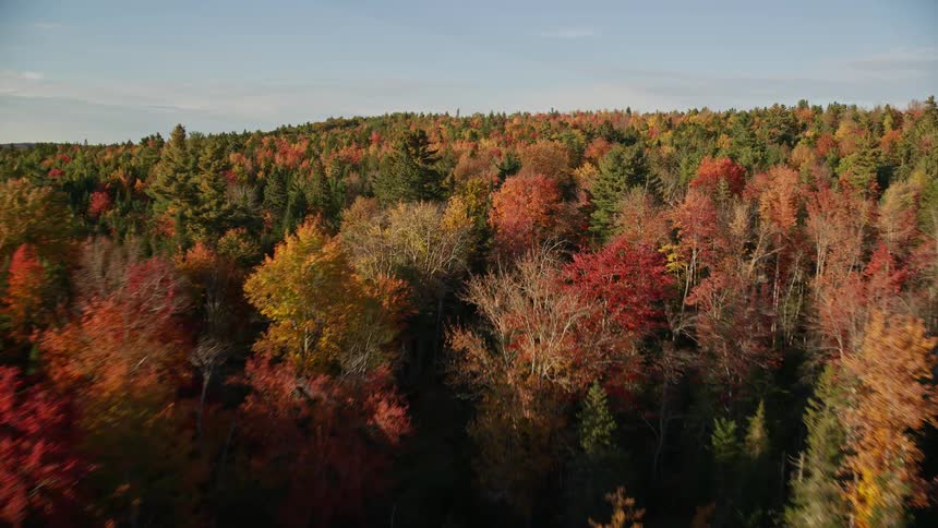 A forest of trees in bright fall colors stretches across the landscape