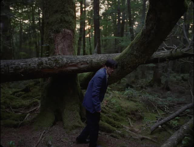 A man is walking through the woods and stops at a fallen trees as he moves under it and continues his walk