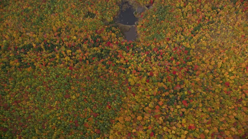 The trees are yellow in the fall