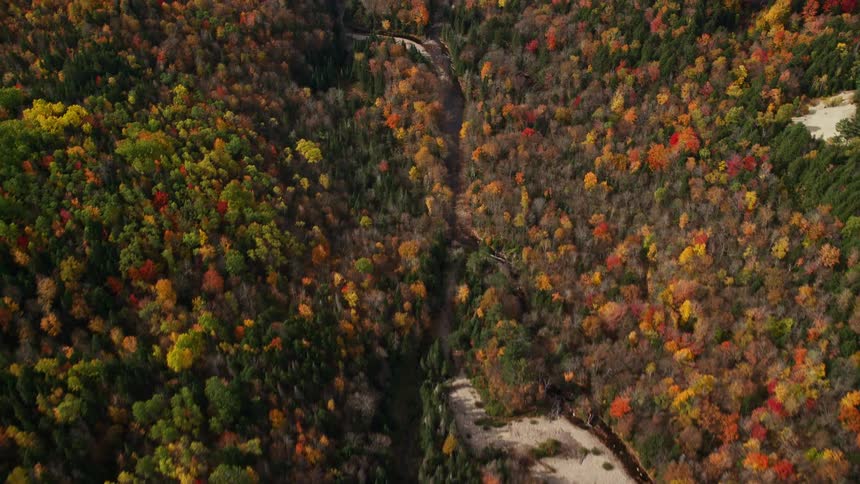 An aerial panorama of a forest of colorful coniferous trees