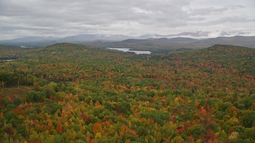 A huge forest and on the horizon there is a huge lake