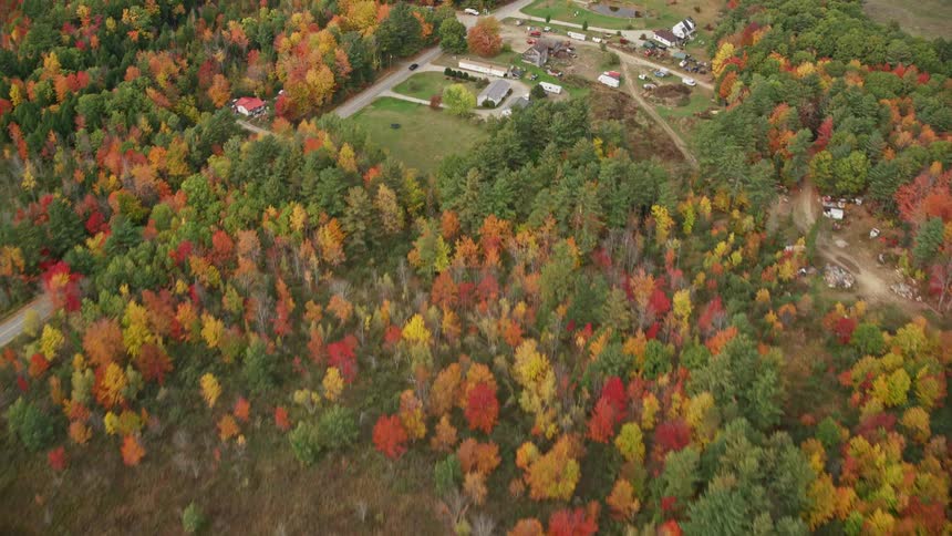 The trees are yellow in the fall