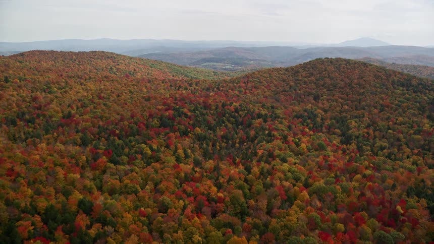 A forest with trees leaves changing colors