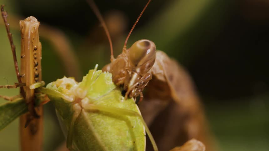 Close up of a praying mantis eating a bug