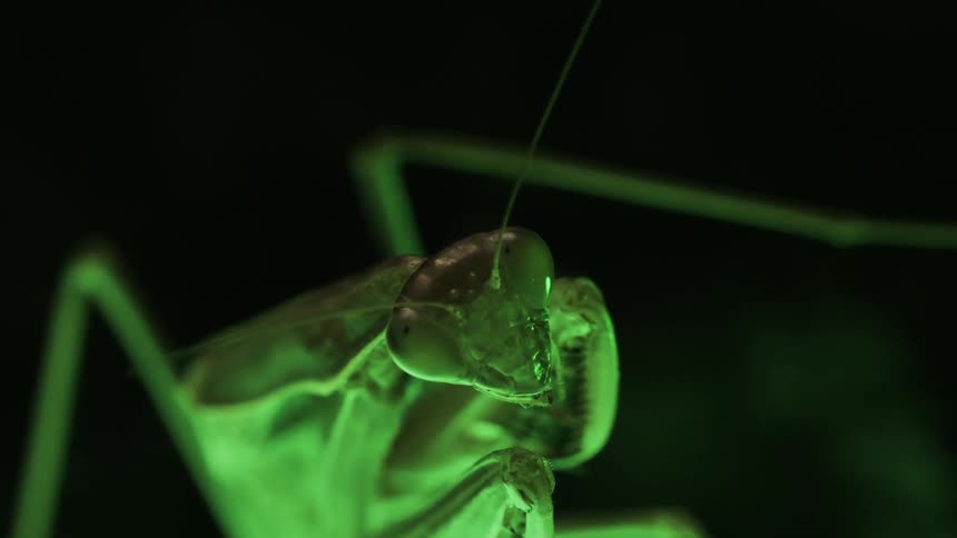 A praying mantis being illuminated by a bright green light