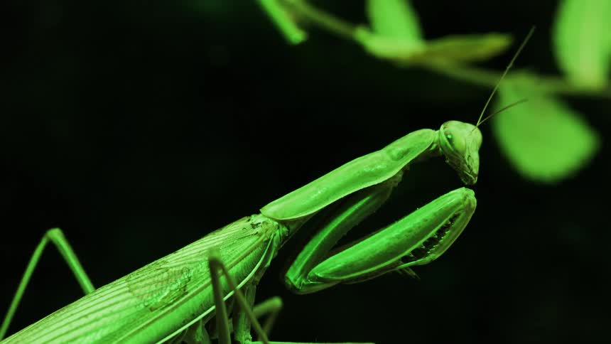 Close up of european mantis
