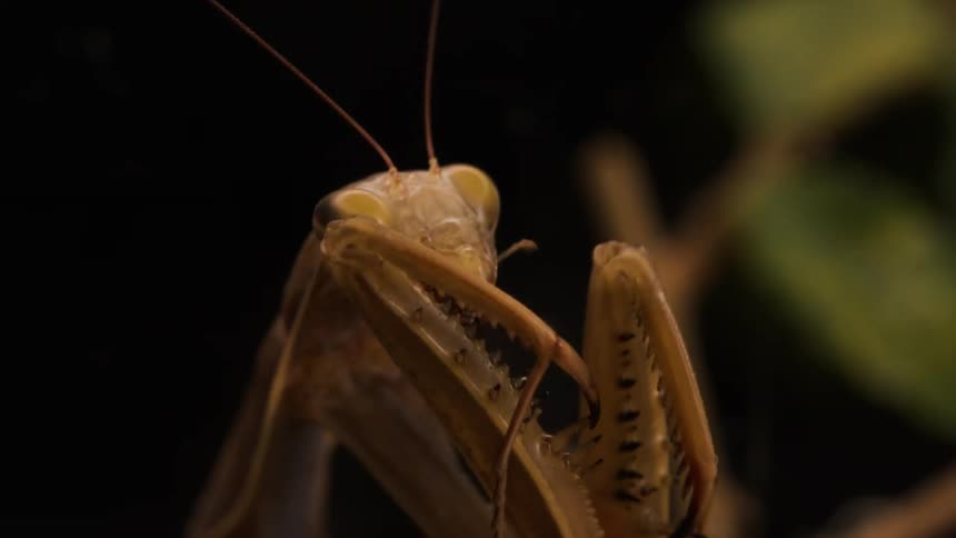 An ant iis cleaning itself with its tong