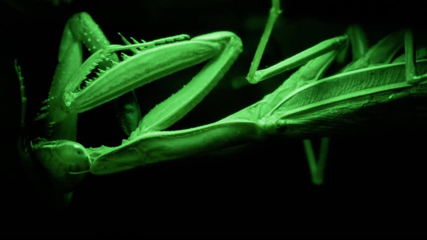 A praying mantis scratching its paw