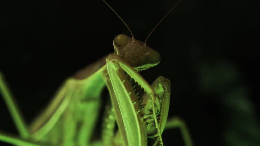 Close up of tenodera aridifolia