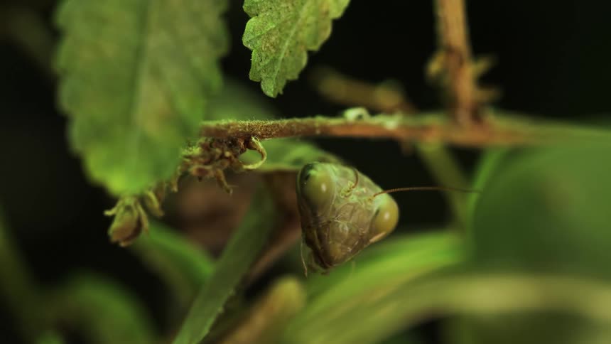 A praying mantis that is on top of leaves is moving its mouth
