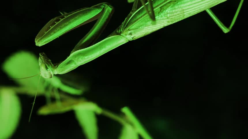 Extreme closeup of an intact praying mantis