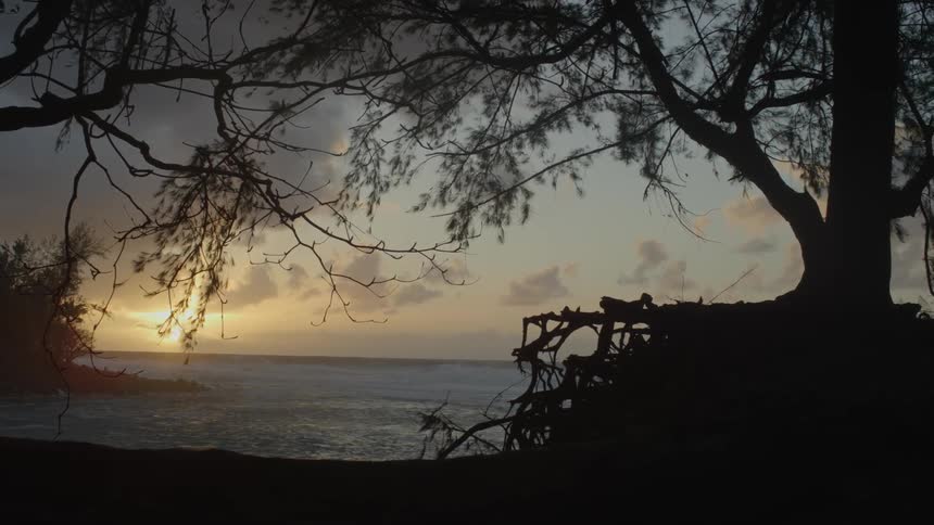 Tree on shoreline as sun sets beyond the water