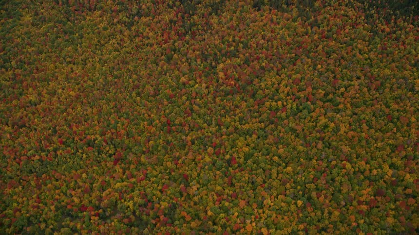 Aerial of large forest of deciduous trees with fall foliage