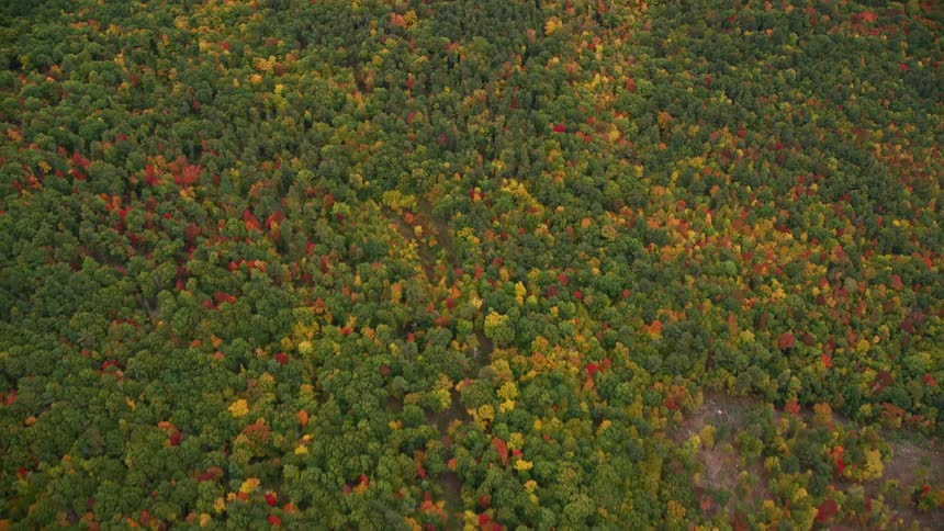 Aerial view of colorful trees in a forest