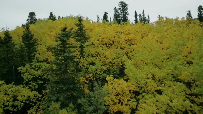 A mountain area with many trees