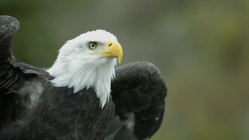An eagle stretches out its wings