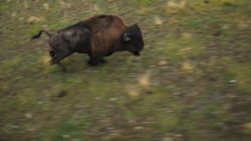 A buffalo running through a field