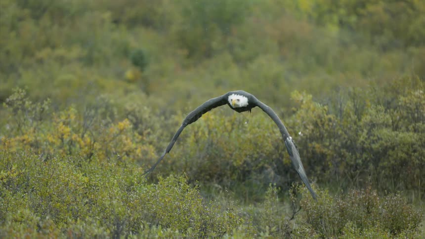 Majestic bird flying in slow motion