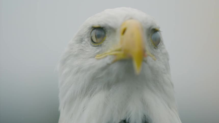 An eagle in front of a grey sky