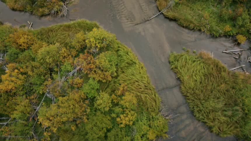 Tall trees lead to a stream below