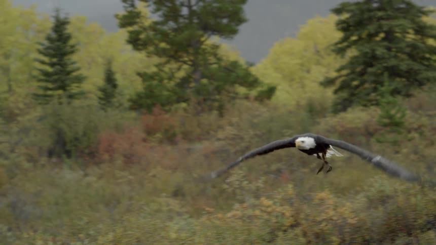 An eagle is gliding across a field