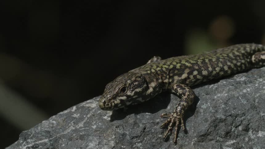 A small reptile on top of a rock crawls away quickly